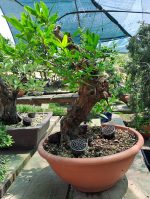 PRUNUS GRANATUM - Image 6