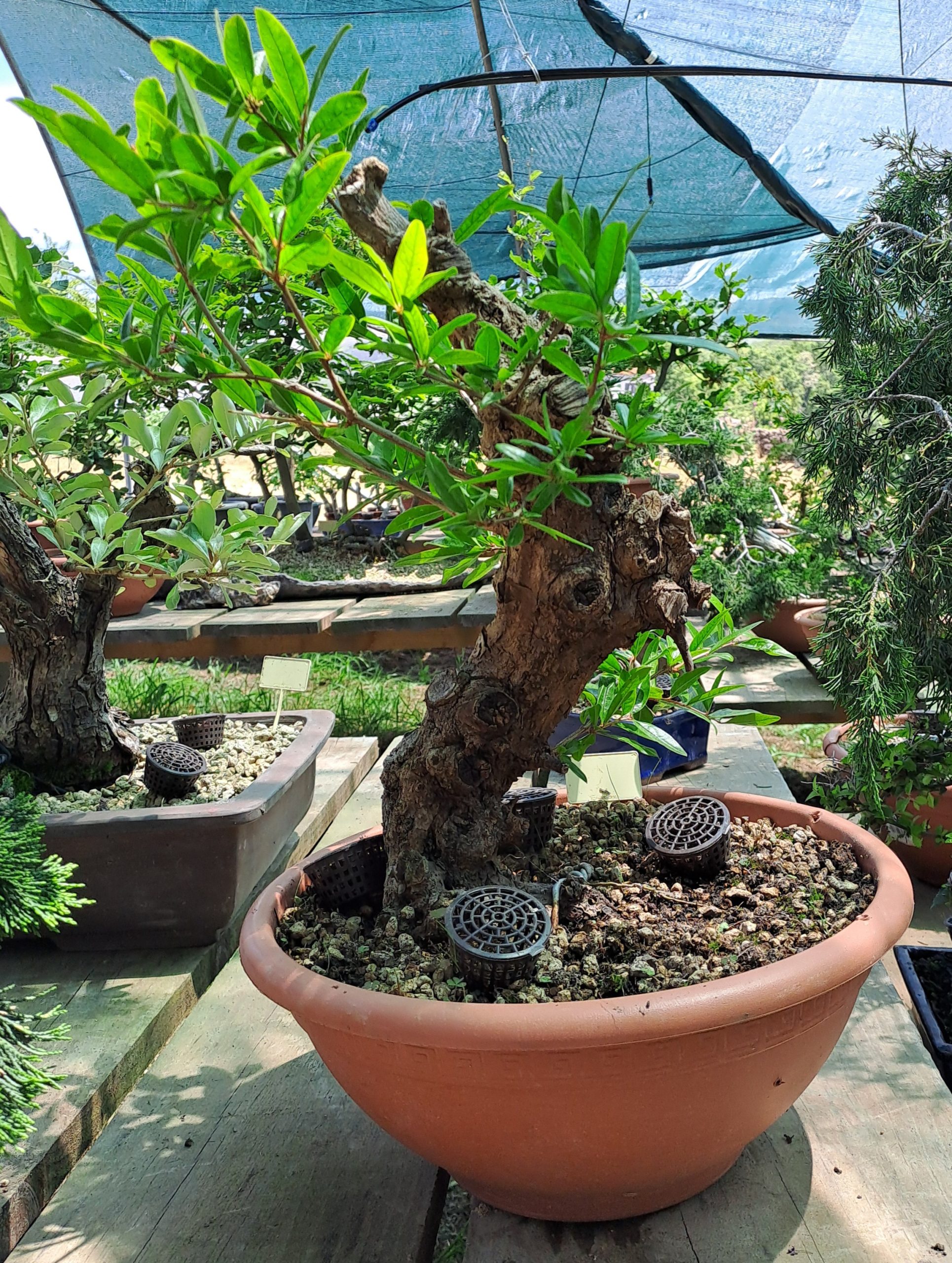 20250622_141650 PRUNUS GRANATUM - Image 1