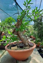 PRUNUS GRANATUM - Image 8