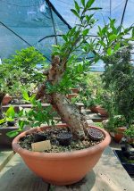 PRUNUS GRANATUM - Image 9