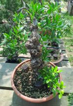 PRUNUS GRANATUM - Image 10