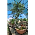 🌳 AFP:017 — Quercus suber — Literati | Yamadori Espanhol - Image 5