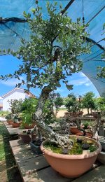 QUERCUS SUBER LITERATI GRANDE - Image 5