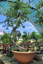 QUERCUS SUBER LITERATI GRANDE