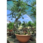🌳 AFP:017 — Quercus suber — Literati | Yamadori Espanhol