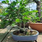 FAIA (Fagus Sylvatica) DUPLO TRONCO