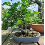 🌳 Fagus sylvatica — Duplo Tronco | AFC:036