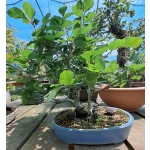 🌳 Fagus sylvatica — Duplo Tronco | AFC:036 - Image 8