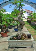 Fraxinus Estilo Moyogui