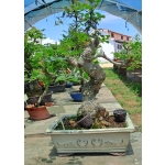 AFC:033 — Freixo | Fraxinus sp.