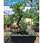 AFP:008 — Quercus sp.