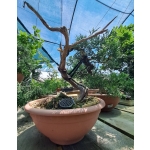 🌲 Juniperus sabina — Yamadori Espanhol em Formação | SAB:005 - Image 8