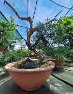 JUNIPERUS SABINA - Image 8