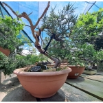 🌲 Juniperus sabina — Yamadori Espanhol em Formação | SAB:005 - Image 9