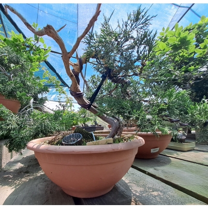 🌲 Juniperus sabina — Yamadori Espanhol em Formação | SAB:005