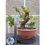 PRUNUS GRANATUM