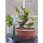 Romãzeira Yamadori | Punica granatum—AFC:042 - Image 7