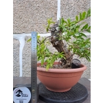 Romãzeira Yamadori | Punica granatum—AFC:042 - Image 8