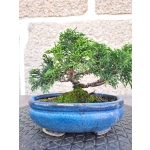 🌲 Chamaecyparis obtusa ‘Nana’ — Moyogi Compacto | JUN:012 - Image 2