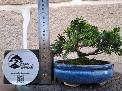 🌲 Chamaecyparis obtusa ‘Nana’ — Moyogi Compacto | JUN:012