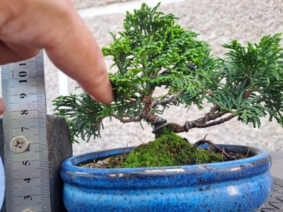 🌲 Chamaecyparis obtusa ‘Nana’ — Moyogi Compacto | JUN:012 - Image 4