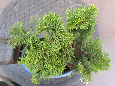 🌲 Chamaecyparis obtusa ‘Nana’ — Moyogi Compacto | JUN:012 - Image 5