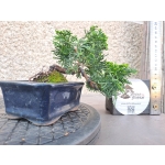 🌲 Chamaecyparis obtusa ‘Nana’ — Meia-Cascata | JUN:007
