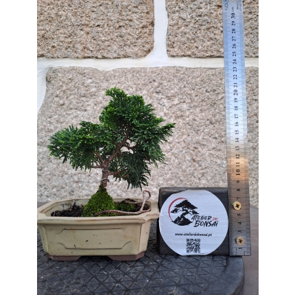 CHAMAECIPARIS (HINOKI)MOYOGUI