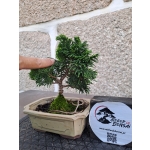 🌲 Chamaecyparis obtusa ‘Nana’ — Moyogi | JUN:009 - Image 6
