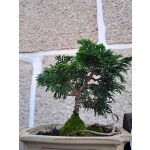 🌲 Chamaecyparis obtusa ‘Nana’ — Moyogi | JUN:009 - Image 7