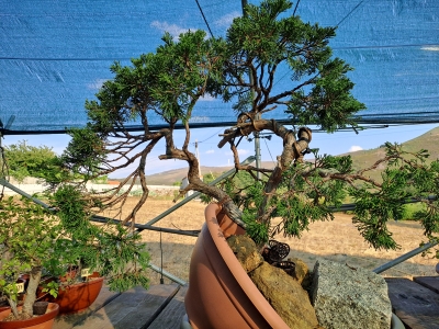 🌲 Juniperus sabina — Duplo Tronco | Yamadori de Espanha--SAB:003 - Image 7