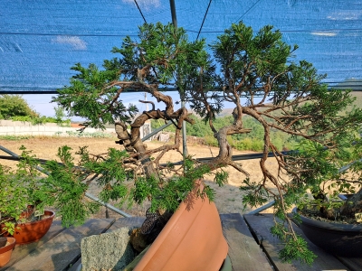 🌲 Juniperus sabina — Duplo Tronco | Yamadori de Espanha--SAB:003 - Image 8