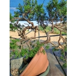 🌲 Juniperus sabina — Duplo Tronco | Yamadori de Espanha--SAB:003 - Image 9