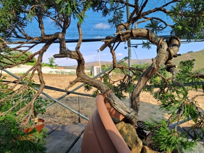 🌲 Juniperus sabina — Duplo Tronco | Yamadori de Espanha--SAB:003 - Image 10