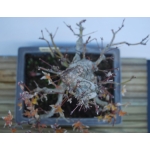 🍁 Acer palmatum Moyogi — AFC:031 - Image 2