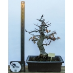🍁 Acer palmatum Moyogi — AFC:031 - Image 3