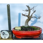 🍁 Acer palmatum — AFC:032 - Image 3