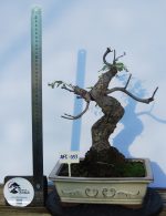 Fraxinus Estilo Moyogui - Image 2