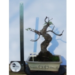 AFC:033 — Freixo | Fraxinus sp. - Image 2