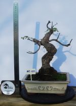 Fraxinus Estilo Moyogui - Image 3