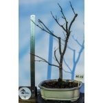 🍁 Acer palmatum — AFC:034 - Image 2
