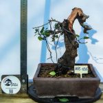 PRUNUS - Image 2