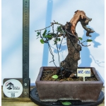 🌸 Prunus sp. | 40 cm - Image 3