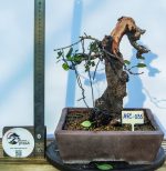 PRUNUS - Image 3