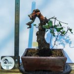 PRUNUS - Image 4