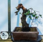 PRUNUS - Image 5