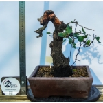 🌸 Prunus sp. | 40 cm - Image 5