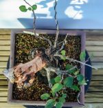 PRUNUS - Image 6