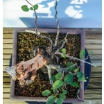 🌸 Prunus sp. | 40 cm - Image 6