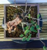 PRUNUS - Image 7